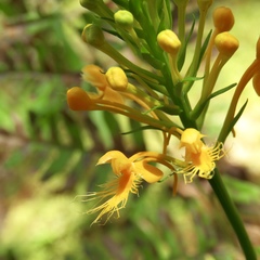 Platanthera chapmanii