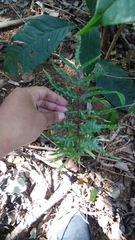 Pteris heteromorpha