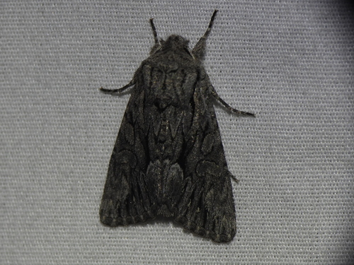 Dark Grey Fishia Moth photo 2