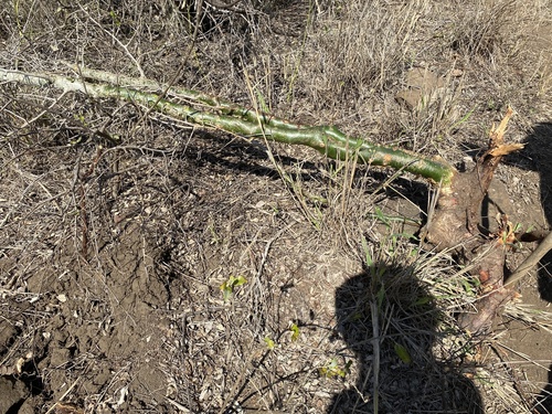 Commiphora neglecta