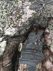 Elaphe quadrivirgata