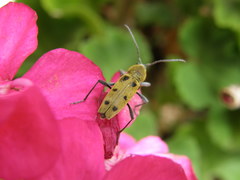 Chlorophorus glabromaculatus