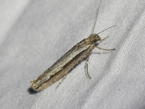 Ypsolopha barberella photo 2