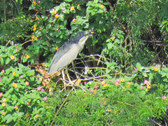 Nycticorax nycticorax