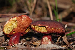 Boletus barragensis