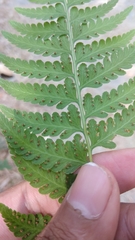 Microlepia