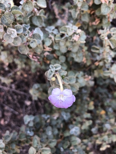 Barleria heterotricha image