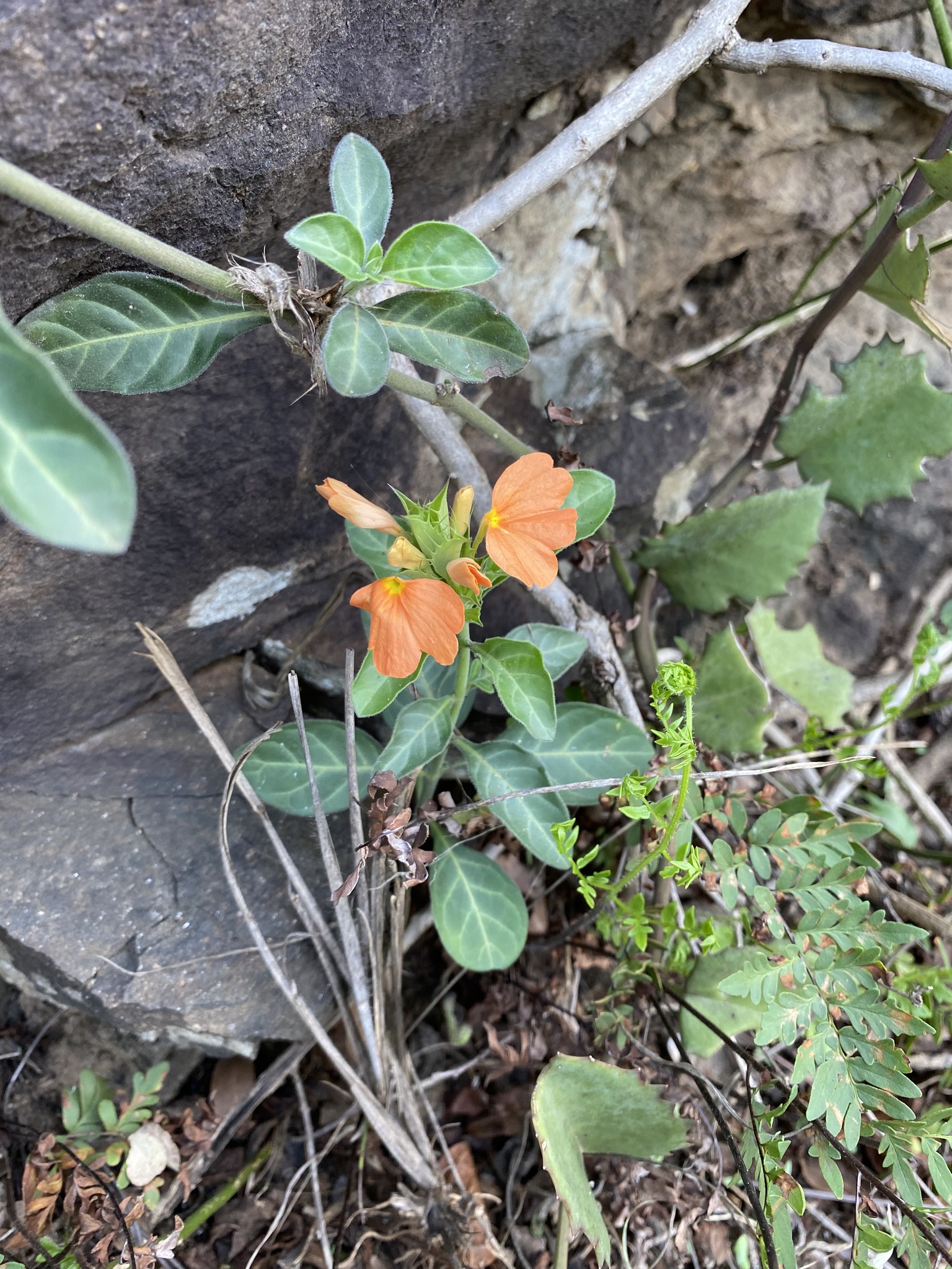 Stop Crossandra (Crossandra fruticulosa)