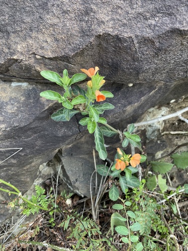 Crossandra fruticulosa, photograph 2