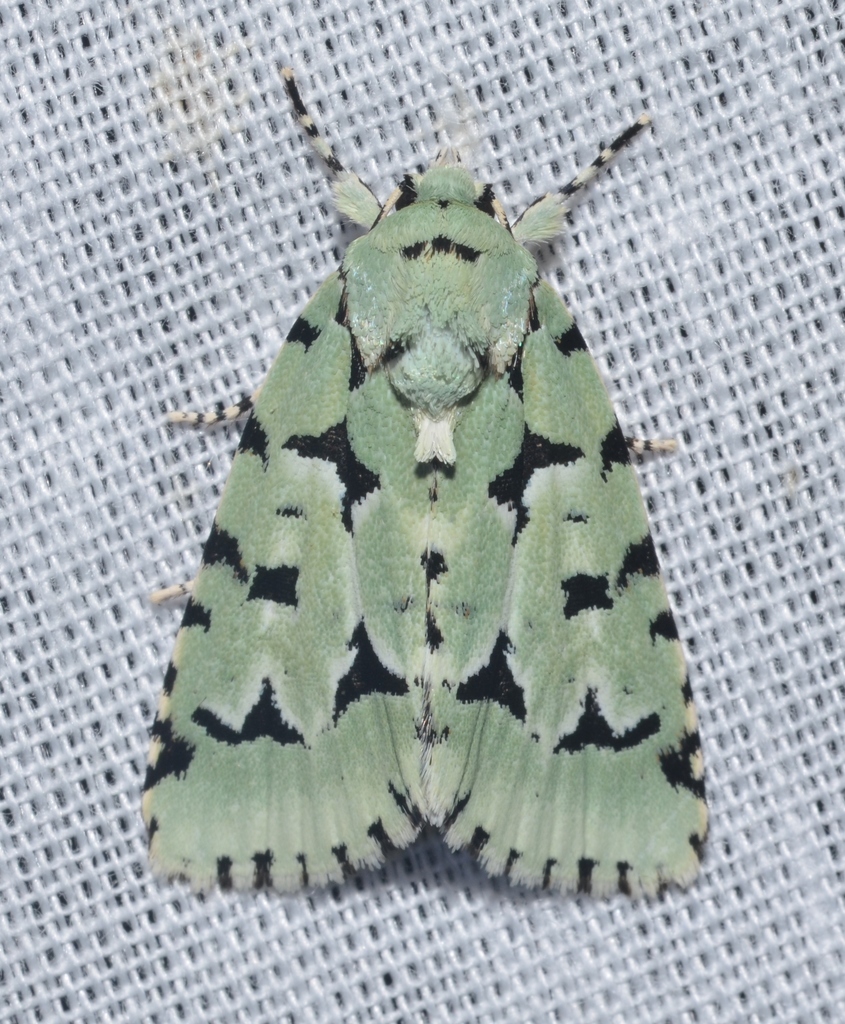 Green Marvel