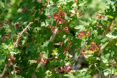 Ribes montigenum