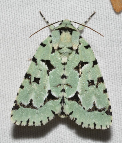 Green Marvel photo 5