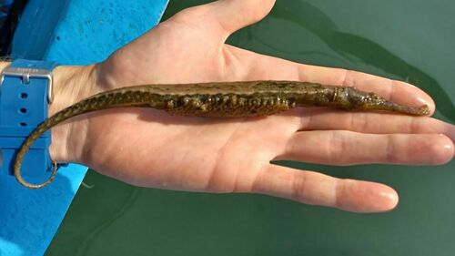 Alligator pipefish (Syngnathoides biaculeatus) — Syngnathidae — 2