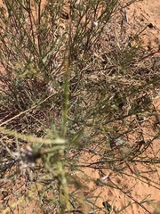 Sericorema remotiflora