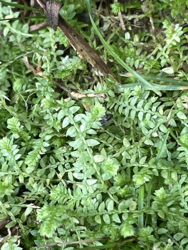 Image of Selaginella eclipes by no rights reserved
