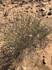 Sericorema remotiflora