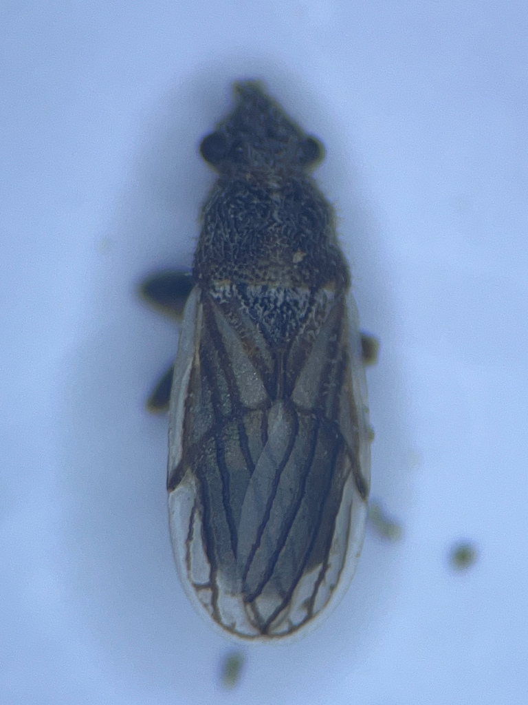Camptotelus lineolatus