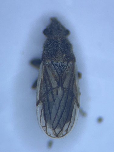 Camptotelus lineolatus