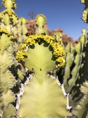 Euphorbia cooperi image