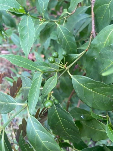 Rytigynia ruwenzoriensis