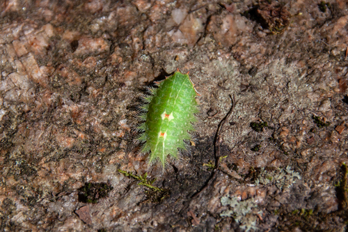 Crowned Slug Moth photo 6