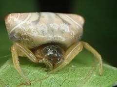 Cyrtarachne inaequalis