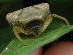 Cyrtarachne inaequalis