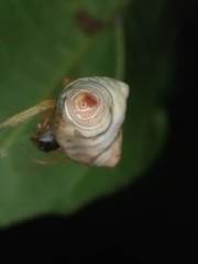 Cyrtarachne inaequalis