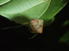 Cyrtarachne inaequalis