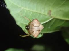 Cyrtarachne inaequalis