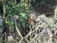 Nycticorax nycticorax