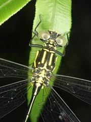 Leptogomphus sauteri