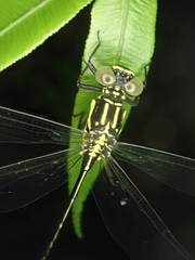 Leptogomphus sauteri