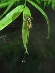 Leptogomphus sauteri
