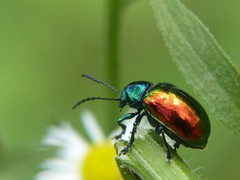 Chrysochus auratus