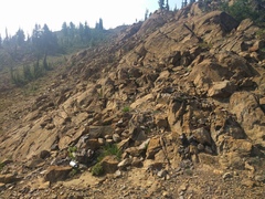 Polystichum lemmonii