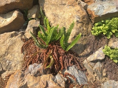 Polystichum lemmonii