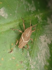 Cryptoderma formosense