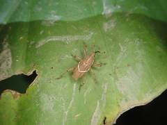 Cryptoderma formosense