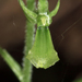 Neottia banksiana - Photo (c) Scott Cox, algunos derechos reservados (CC BY-NC-ND)
