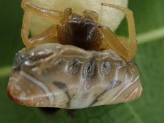 Cyrtarachne inaequalis