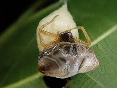 Cyrtarachne inaequalis