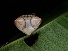 Cyrtarachne inaequalis