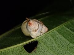 Cyrtarachne inaequalis