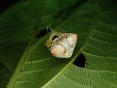 Cyrtarachne inaequalis