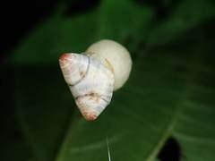 Cyrtarachne inaequalis