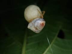 Cyrtarachne inaequalis