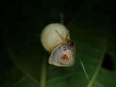 Cyrtarachne inaequalis