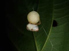 Cyrtarachne inaequalis