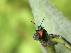 Chrysochus auratus